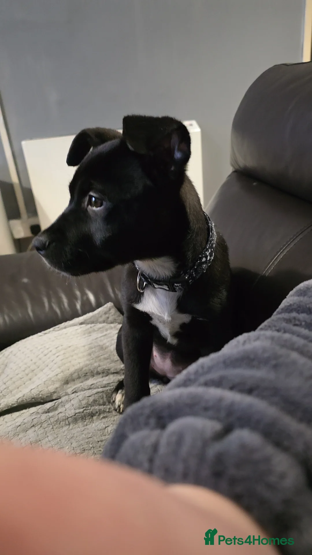 Mixed Breed dogs for sale: Cane corso hybrid Akita's - Advert 1