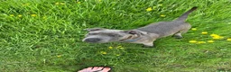 Staffordshire Bull Terrier dogs for stud: Bluey’s Dream Stud dog.  - Advert 21
