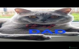 British Shorthair cats for sale: British Shorthair/Scottish Fold - 2 Grey Avail - Image 10