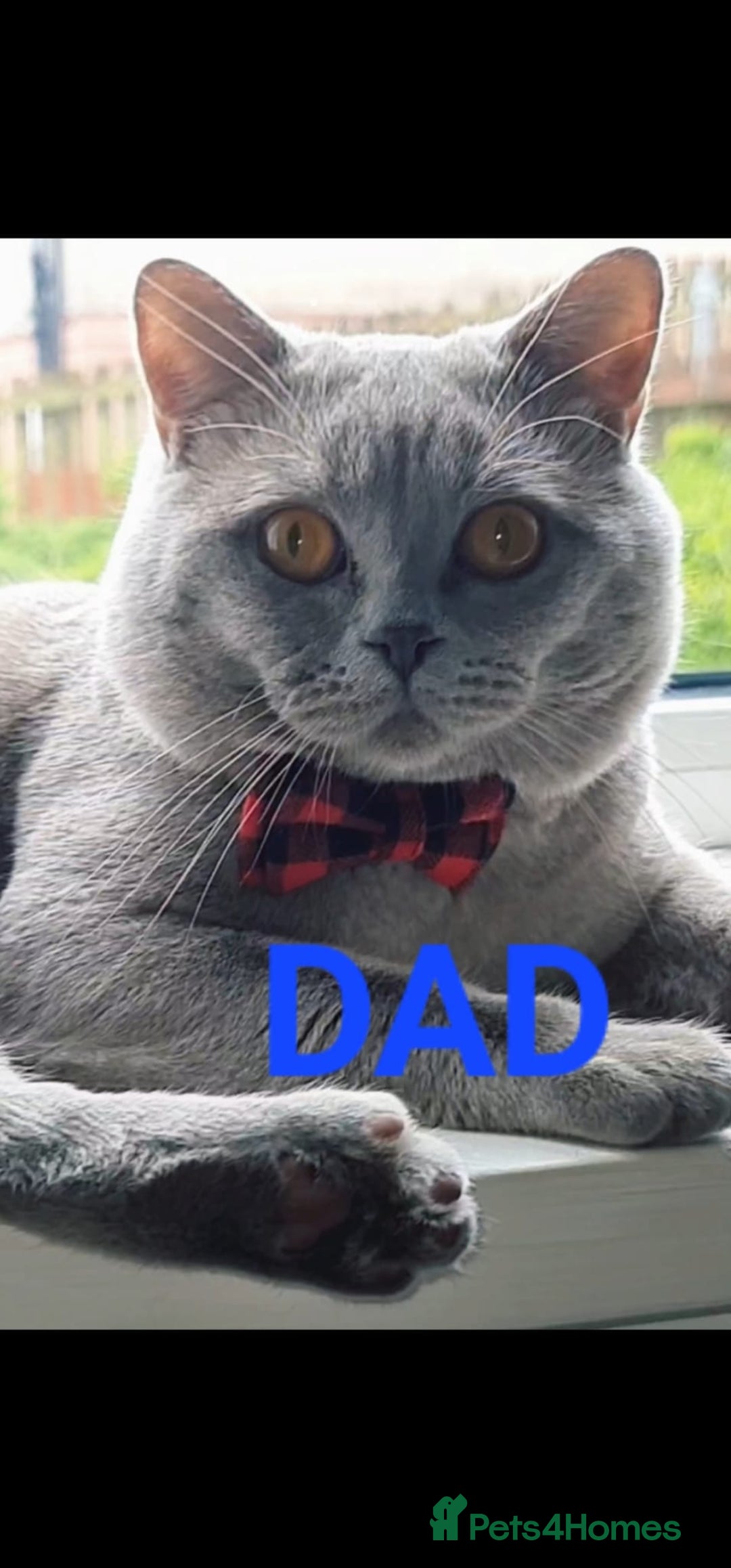 British Shorthair cats for sale: British Shorthair/Scottish Fold - 2 Grey Avail - Image 10