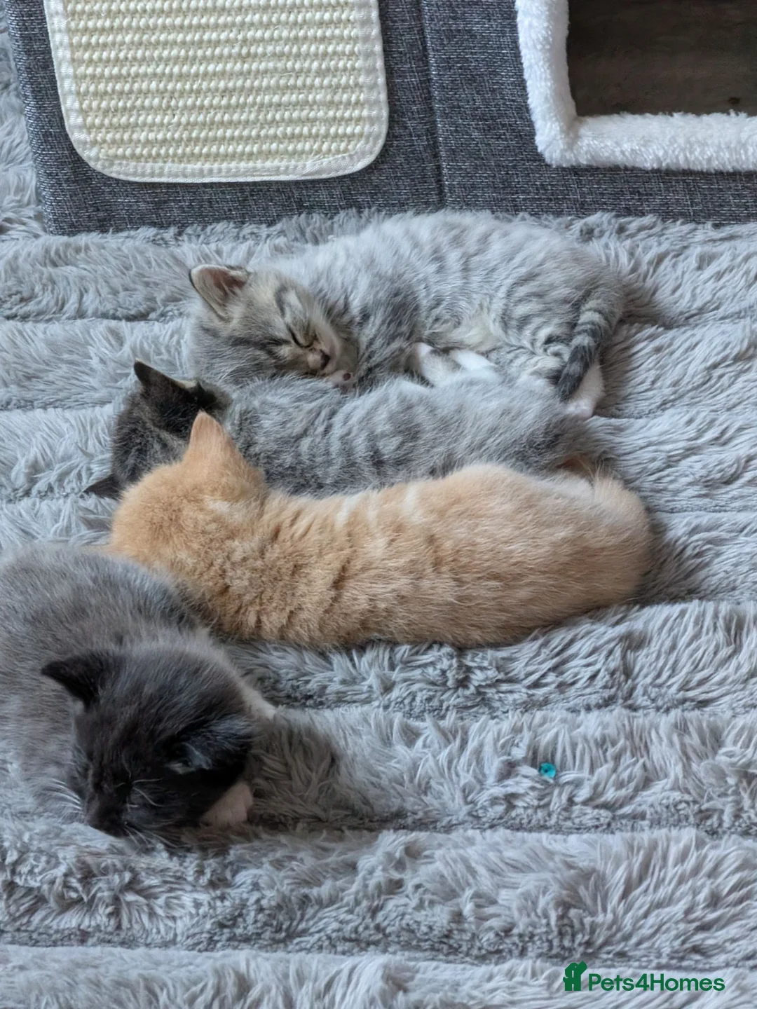 Mixed Breed cats for sale: 3 beautiful adorable kittens  in Bicester - Advert 2