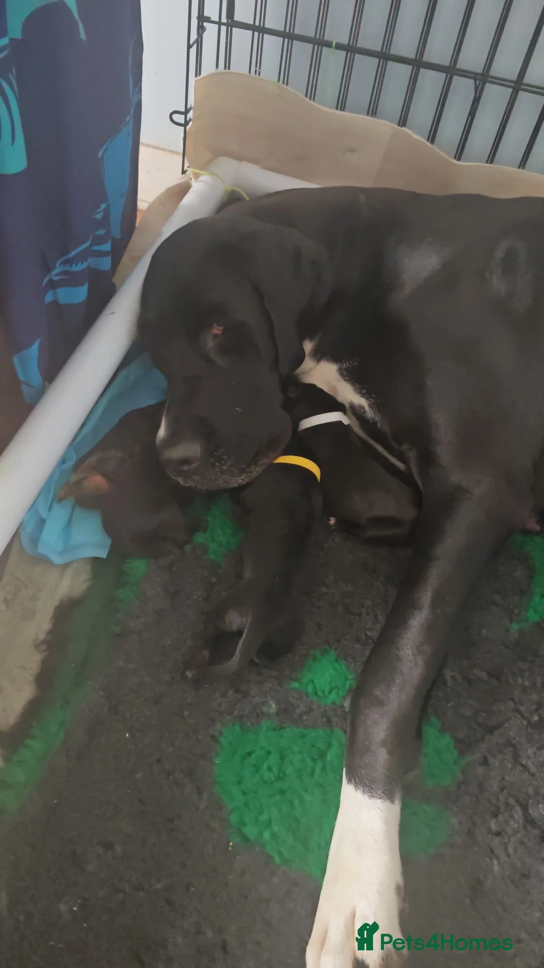Great Dane dogs for sale: Great Dane Puppies in Londonderry - Advert 1