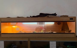 Bearded Dragon reptiles for sale: 3 Bearded dragons  - Advert 4