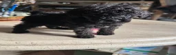 Toy Poodle dogs for sale: Toy Poodle - Advert 16