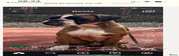 Boxer dogs for stud: Extensively Health Tested European Stud - Advert 9
