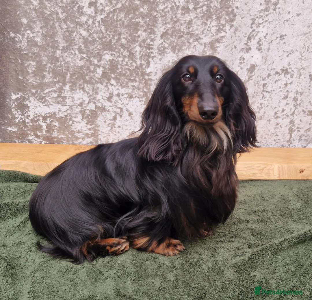 Miniature Dachshund dogs for stud: PRA Clear, KC Registered, Miniature Dachshund Stud in Wigston - Advert 3