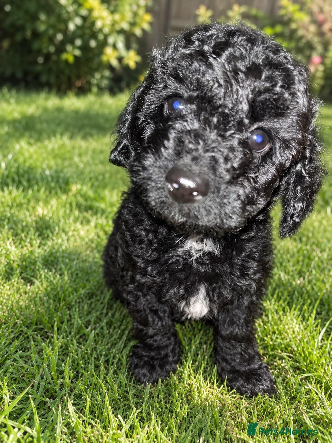 Maltipoo dogs for sale: F1 multipoo toy puppies  - Advert 1