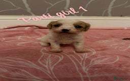 Cavapoo dogs for sale: F1 cavapoo puppies  - Image 6