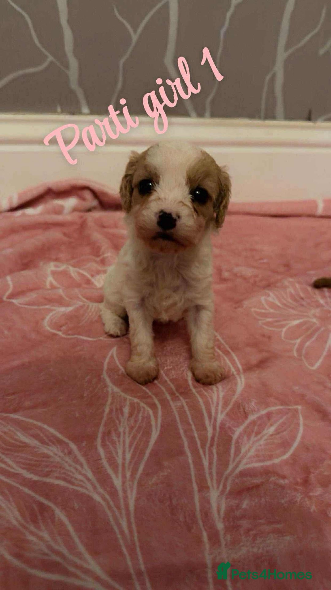 Cavapoo dogs for sale: F1 cavapoo puppies  - Image 6