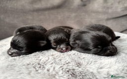 Pomeranian dogs for sale: 3 Little Girls Looking for Love! - Image 9