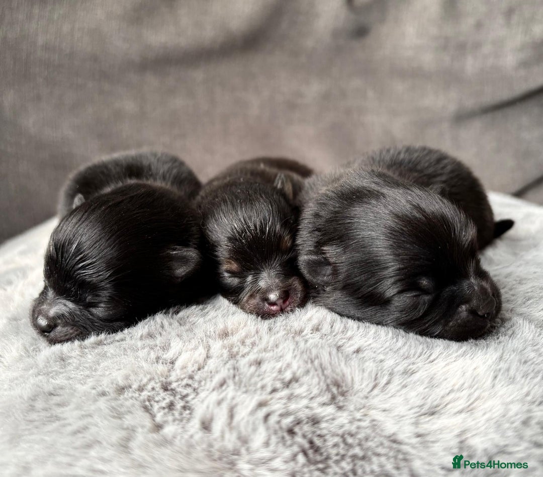 Pomeranian dogs for sale: 3 Little Girls Looking for Love! - Image 9
