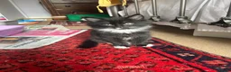 Mixed Breed cats for sale: Four kittens looking for good homes! in Edinburgh - Advert 10