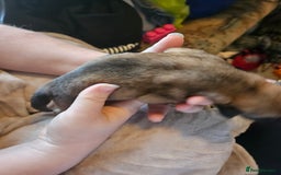 Huskita dogs for sale: Husky x akita puppys - Image 18