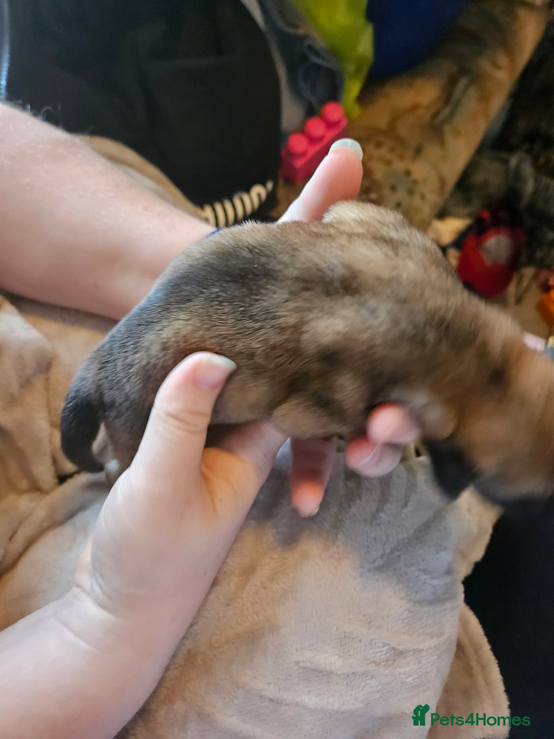 Huskita dogs for sale: Husky x akita puppys - Image 18