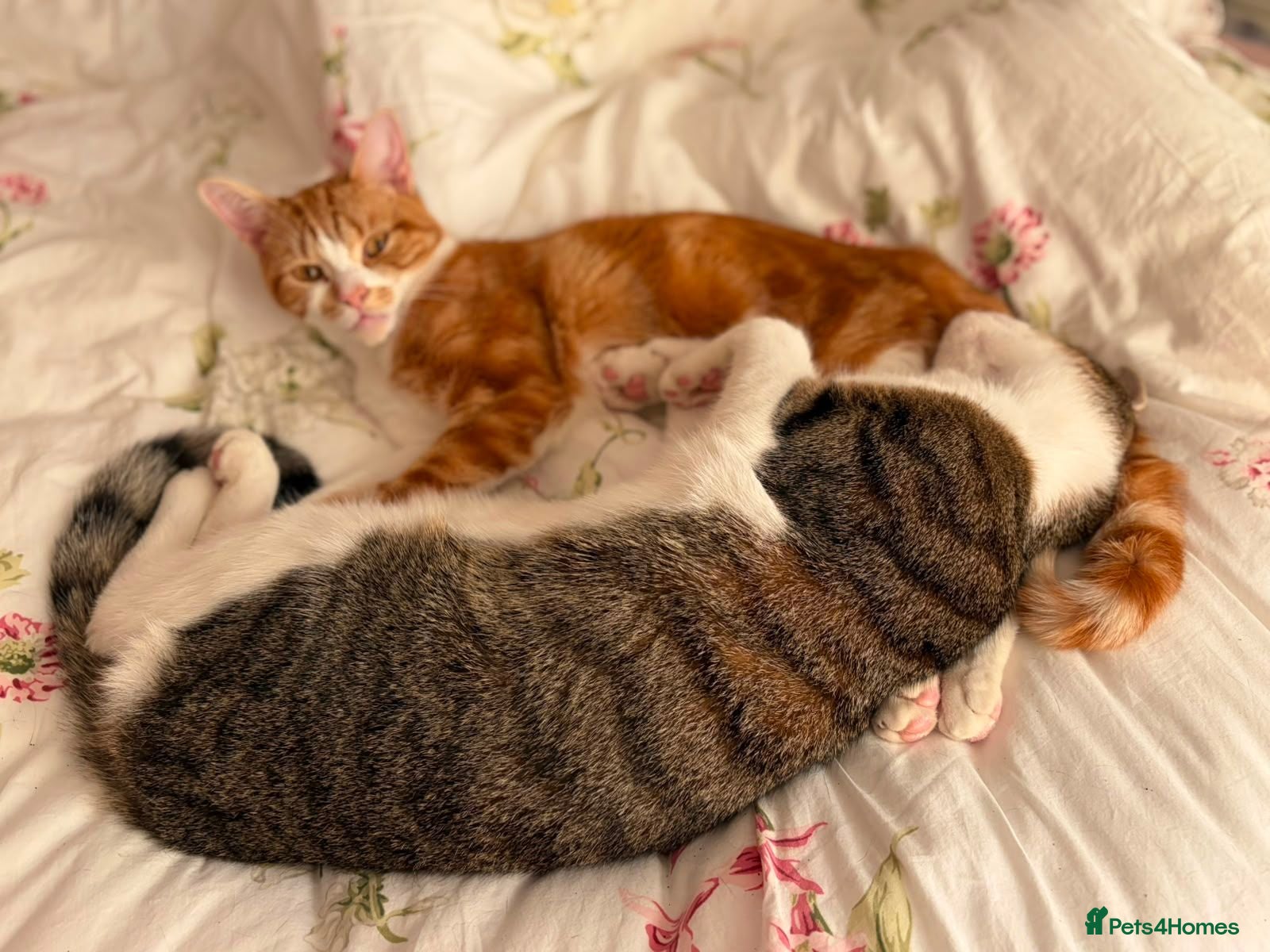 Domestic Shorthair cats Bonded pair of wonderful cats in need of a home! - Advert 18