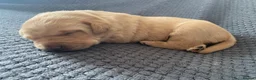 Labrador Retriever dogs for sale: Stunning Labrador Puppies–working bloodlines in Holyhead - Advert 3