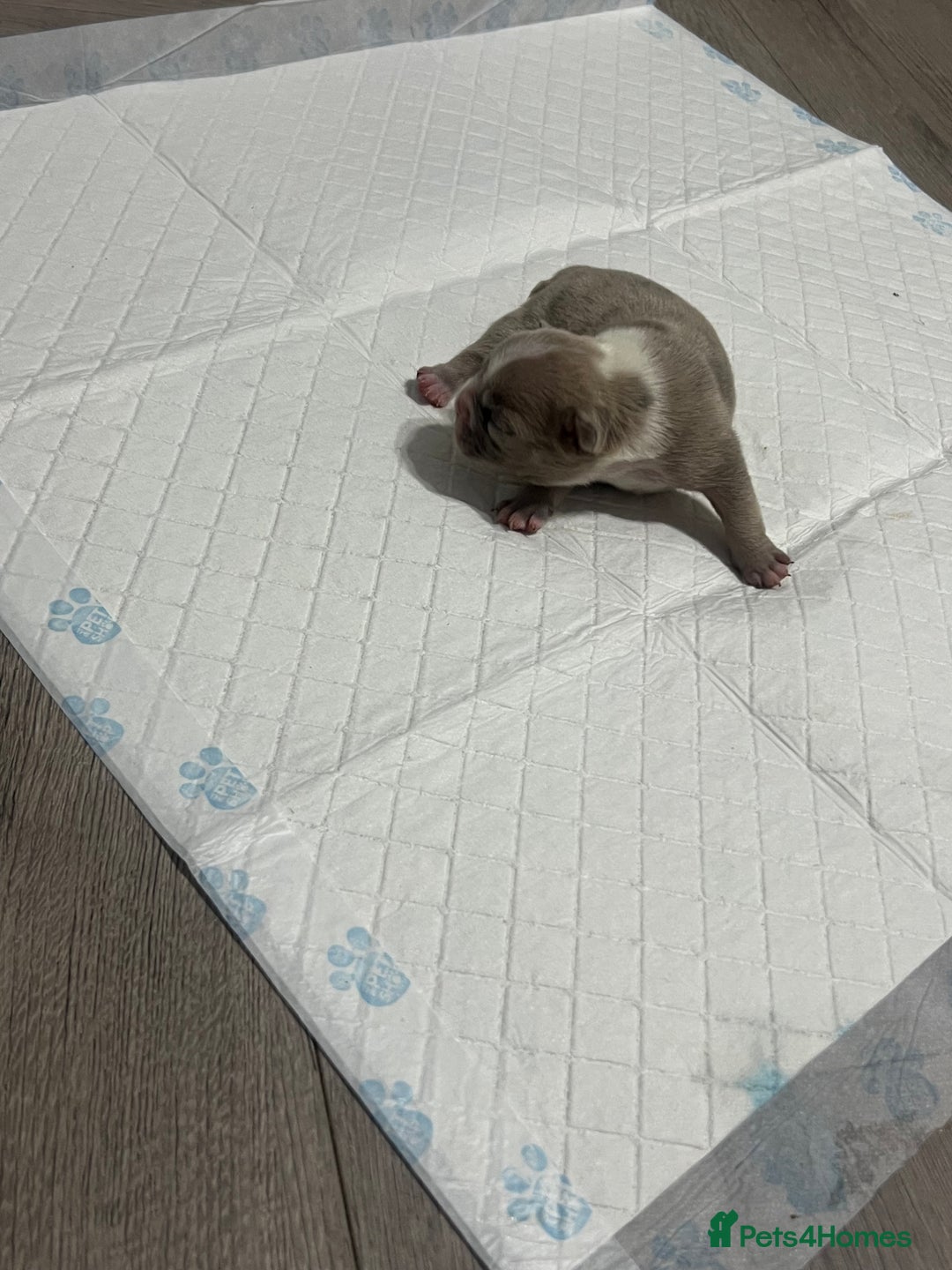 French Bulldog dogs for sale: French Bulldog Puppy’s  - Advert 2