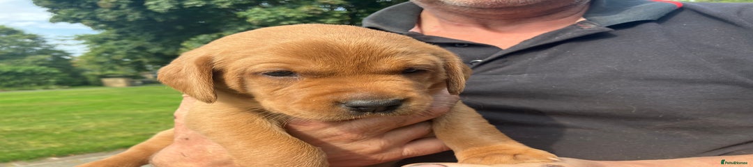 Labrador Retriever Puppy 5