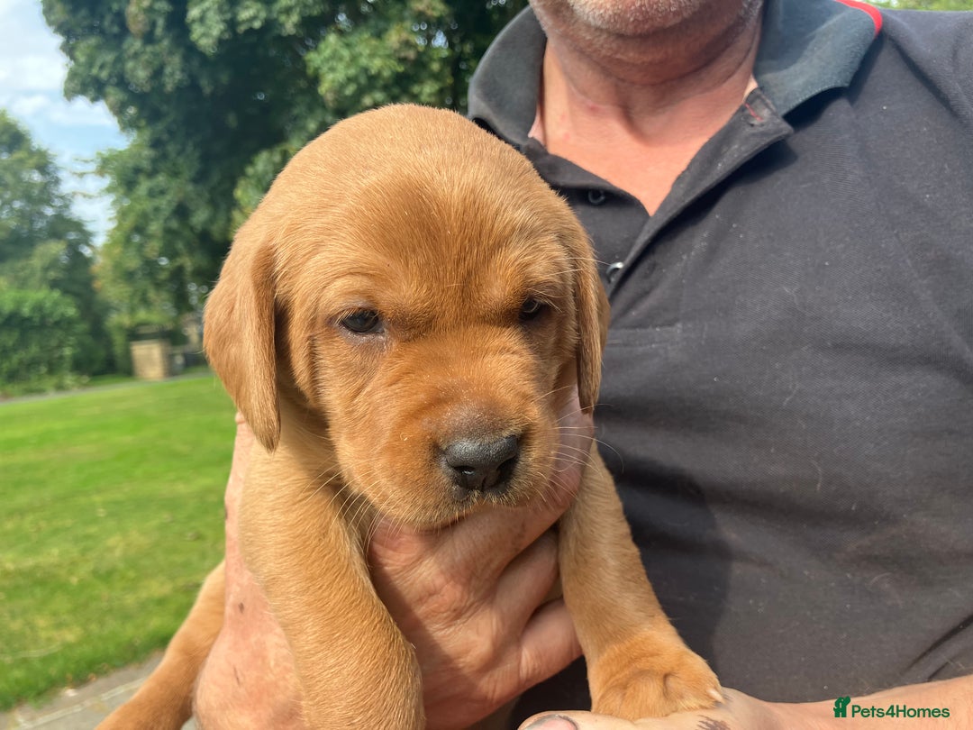 Labrador Retriever dogs for sale: STUNNING LITTER OF DARK FOX RED LABRADOR PUPPIES - Image 18