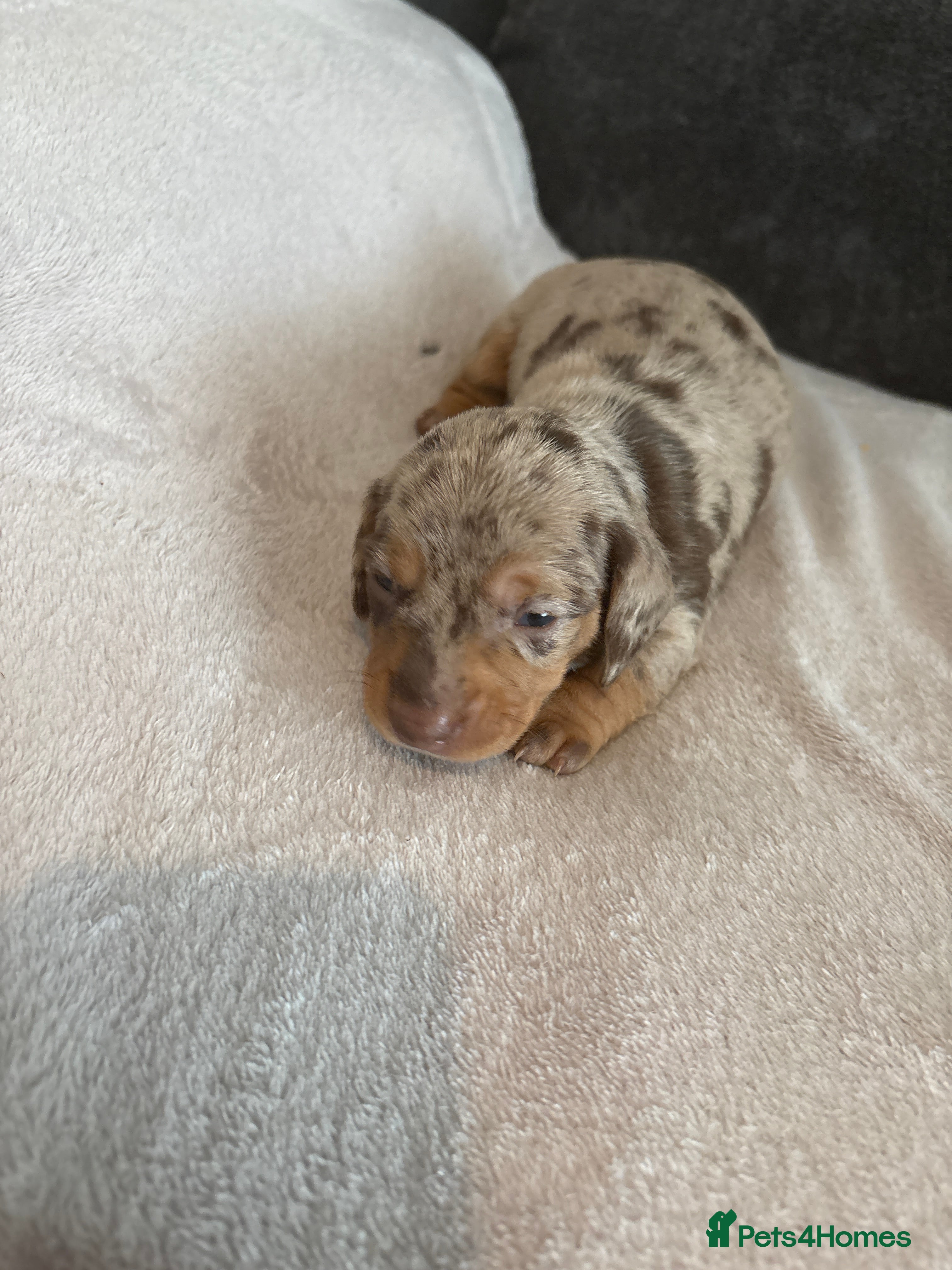 Miniature Dachshund dogs Miniature daschund  - Advert 8