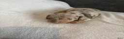 Miniature Dachshund dogs for sale: Miniature daschund  - Advert 1