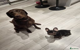 French Bulldog dogs for sale: Bitch Mini french bulldog - Image 12