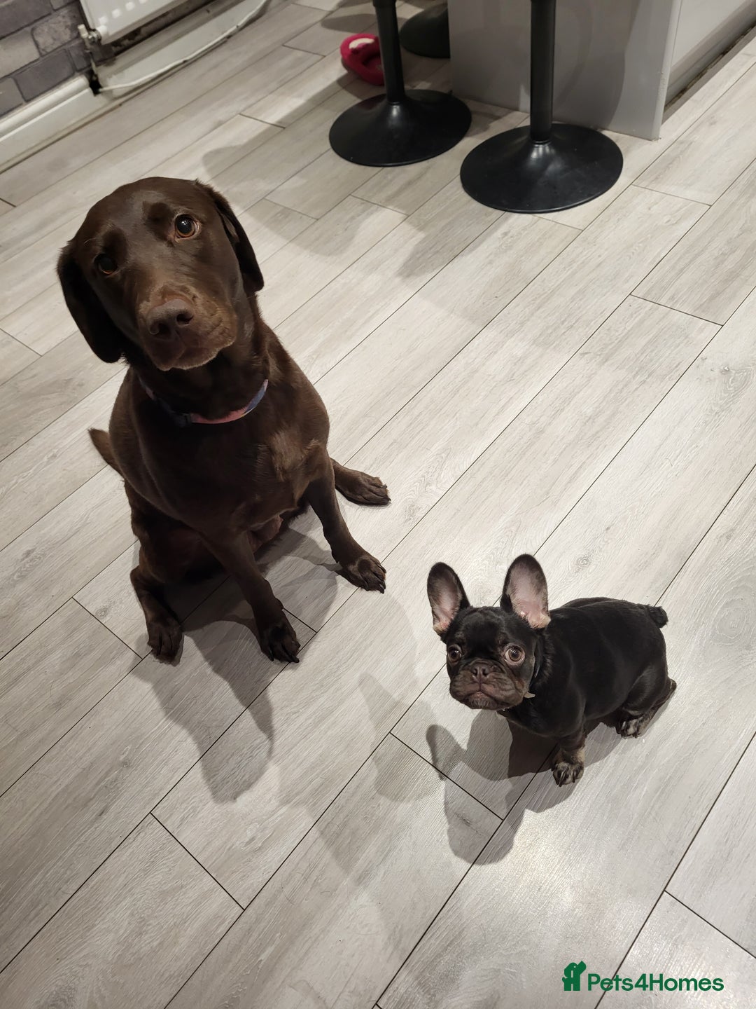 French Bulldog dogs for sale: Bitch Mini french bulldog - Image 12