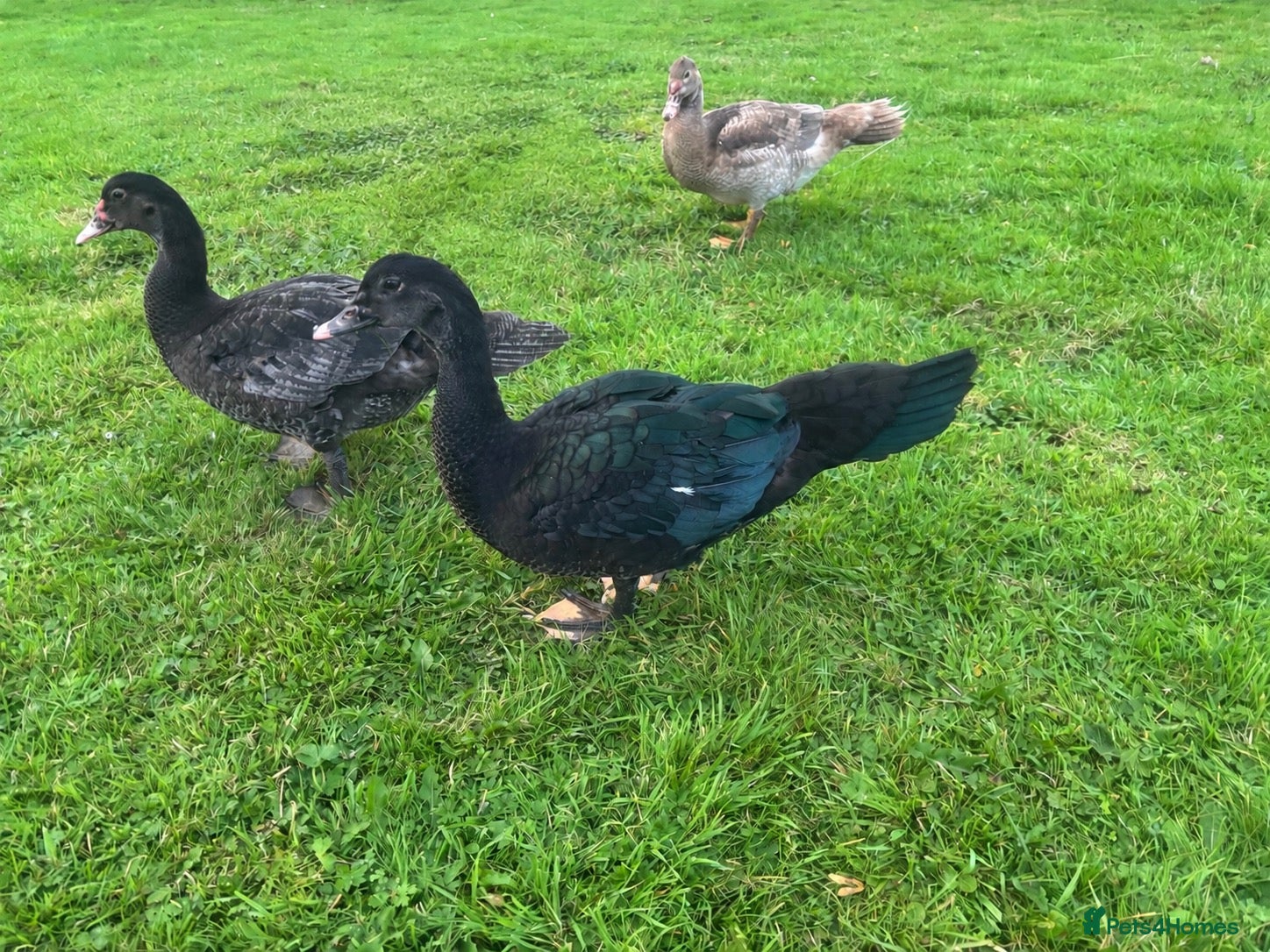 Ducks poultry Muscovy Drakes looking for new homes  - Advert 6