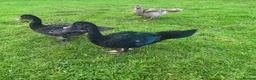 Ducks poultry for sale: Muscovy Drakes looking for new homes  - Advert 1