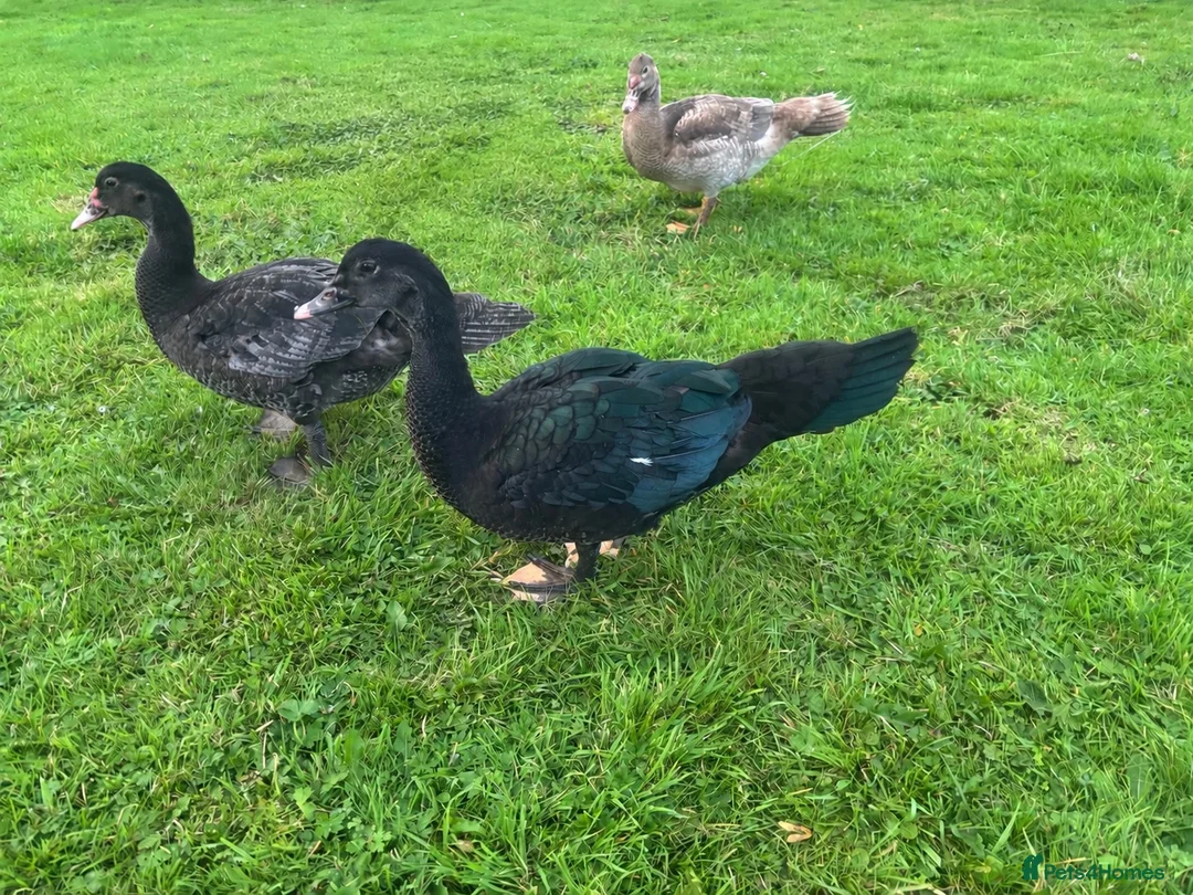 Ducks poultry for sale: Muscovy Drakes looking for new homes  - Advert 1