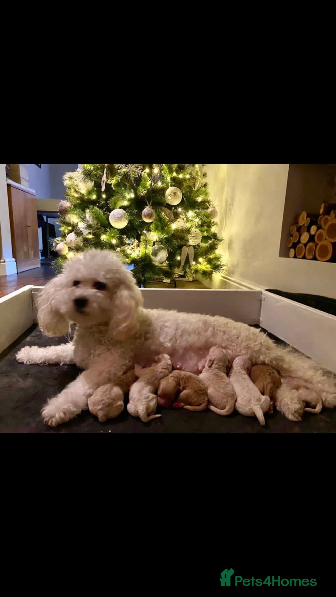 Poodle dogs for stud: ❤️Health Tested Beautiful red poodle for stud❤️ in Colchester - Advert 7