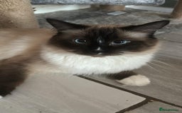 Ragdoll cats for sale: Ragdoll Kittens looking for loving new home - Image 2