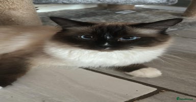 Ragdoll cats - Advert 11