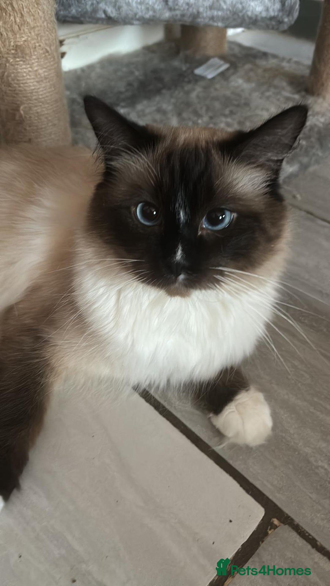 Ragdoll cats for sale: Ragdoll Kittens looking for loving new home - Image 2