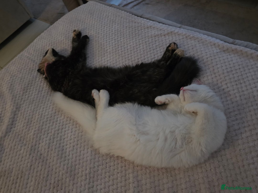 Mixed Breed cats for sale: Cats 4  - Advert 11