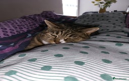 Mixed Breed cats for sale: Ripley - free to a good home - Image 10
