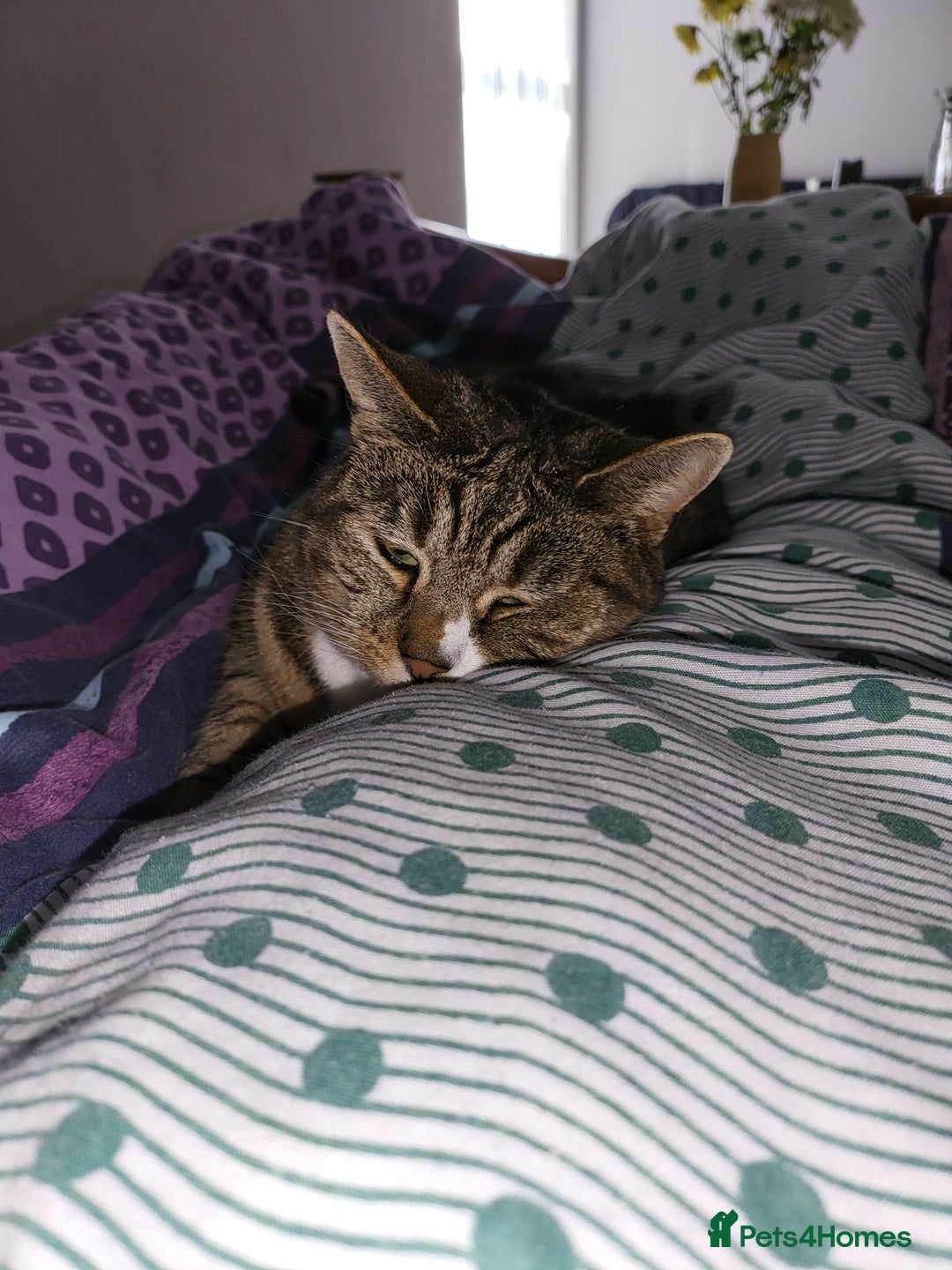 Mixed Breed cats for sale: Ripley - free to a good home - Image 10