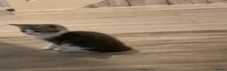 Mixed Breed cats for sale: Kittens - Advert 8