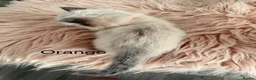 Ragdoll cats for sale: Seal bicolour & seal point  ragdolls  - Advert 12