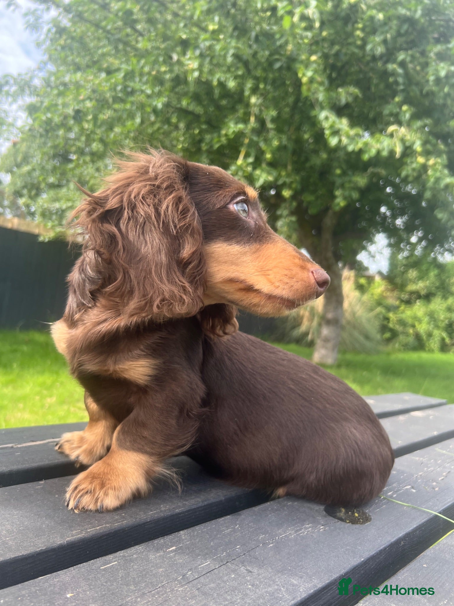 Miniature Dachshund dogs Reduced Price - last .KC. Longhaired Boy Available - Advert 18