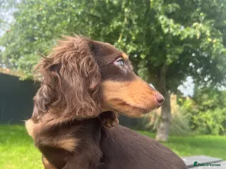 Miniature Dachshund dogs Reduced Price - last .KC. Longhaired Boy Available - Advert 18