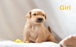 Golden Retriever dogs for sale: Golden Retiever Puppies   - Image 11
