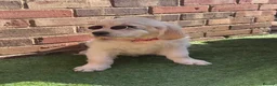Golden Retriever dogs for sale: ❤️❤️❤️ Beautiful KC Golden Retriever puppies❤️❤️❤️ - Advert 31
