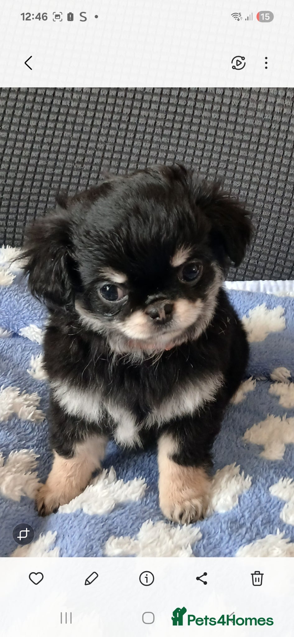 Chihuahua dogs  ❤️READY NOW KC LONG COAT CHIHUAHUA PUPPIES  - Advert 1