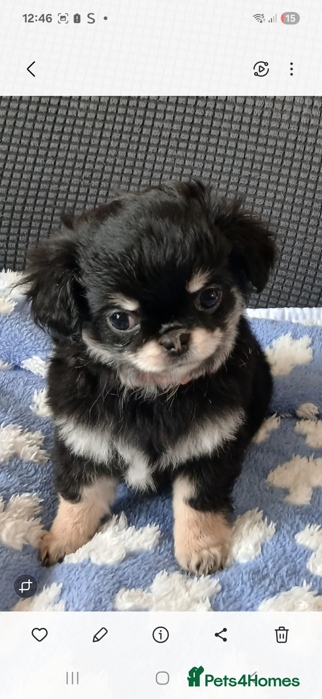 Chihuahua dogs for sale:  ❤️READY NOW ❤️ KC LONG COAT CHIHUAHUA PUPPIES  - Advert 1