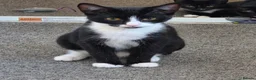 Mixed Breed cats for sale: Mother 3 older kittens and a kitten in Cardiff - Advert 10