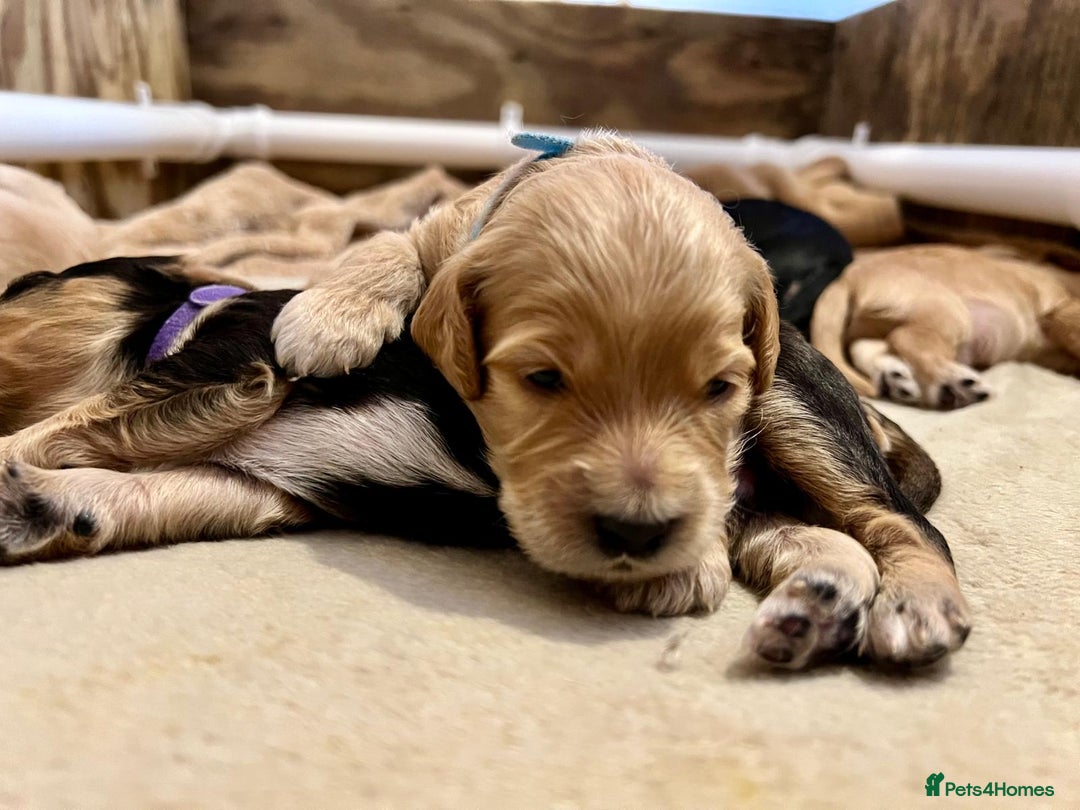 Cockapoo dogs for stud: Silver Phantom Parti Cockapoo for Stud - Advert 11