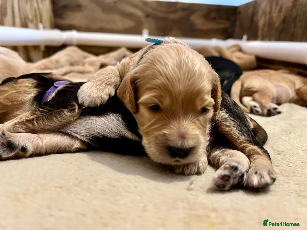 Cockapoo dogs for stud: Silver Phantom Parti Cockapoo for Stud - Advert 10