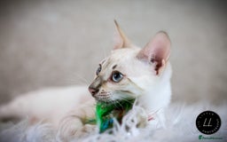 Bengal cats for sale: Beautiful Silver Lynx Bengal Kitten - Image 3