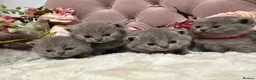 British Shorthair cats for sale: Beautiful Fluffy Chunky BSH Kittens  - Advert 31